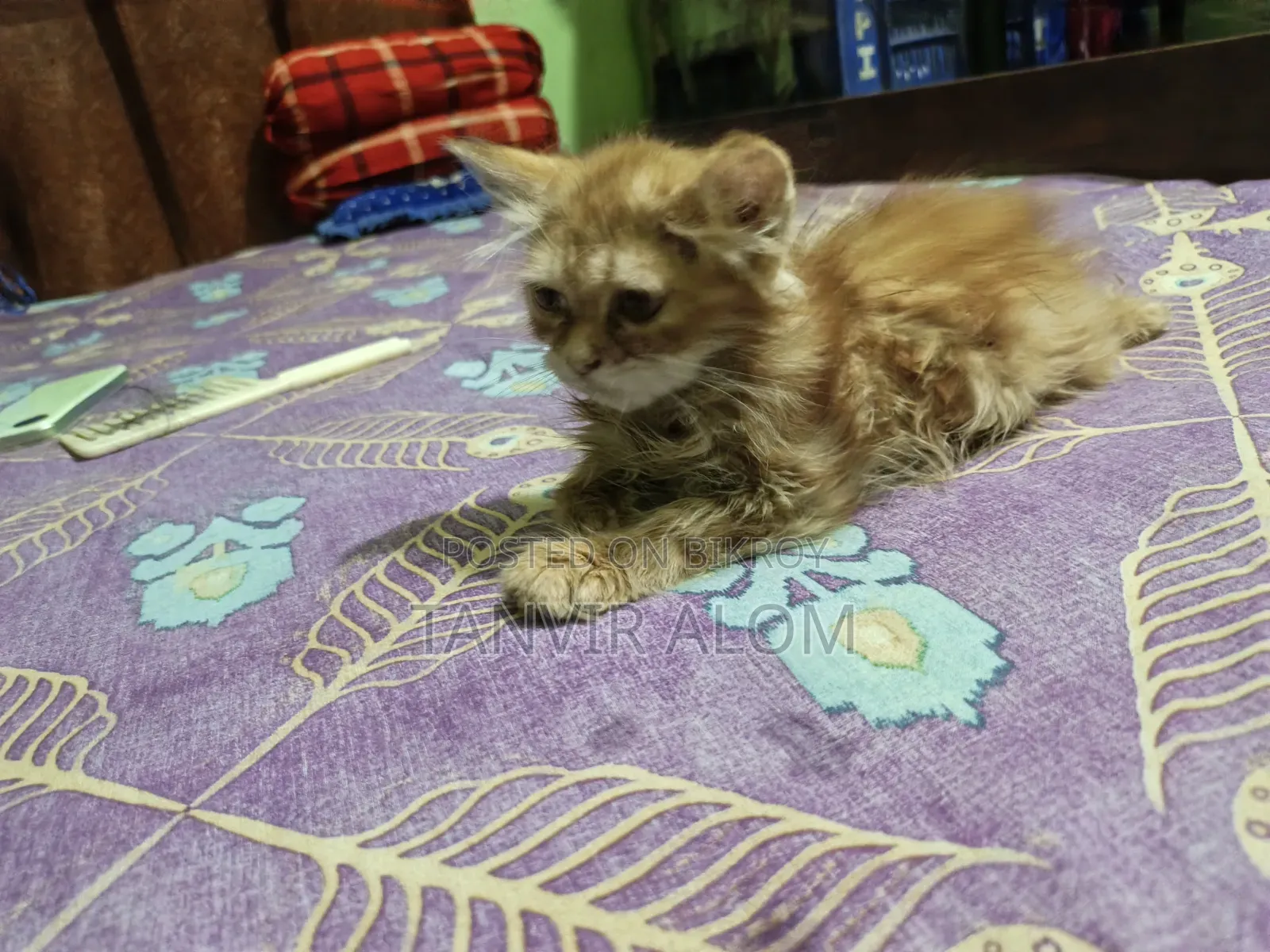 1-3 Months Male Purebred Persian