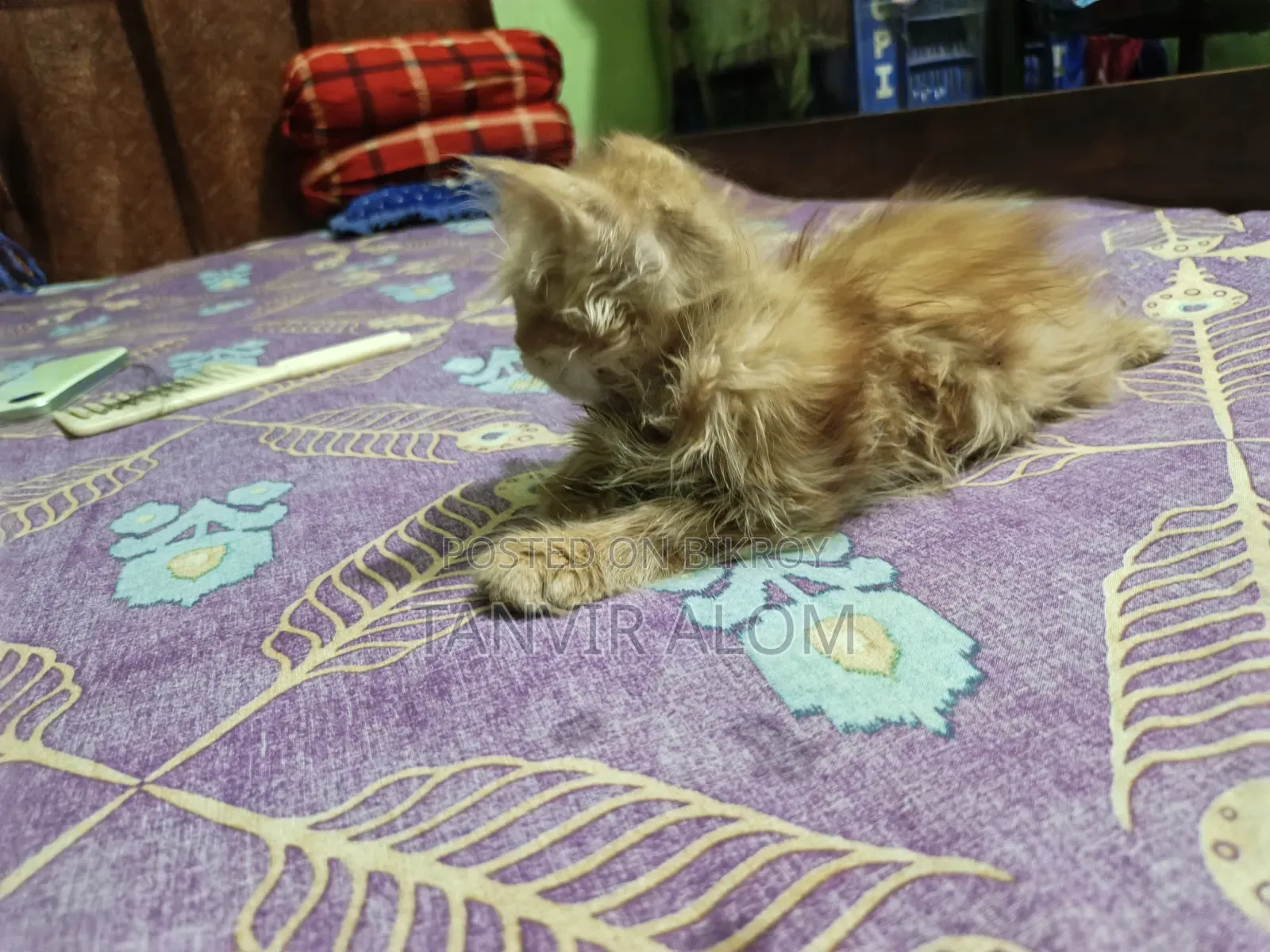 1-3 Months Male Purebred Persian