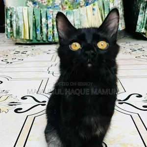 3-6 months Male Mixed Breed Persian