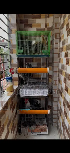 Egyptian Fayoumi Chickens 3 months old (2 roosters and 4 hens) including cage.