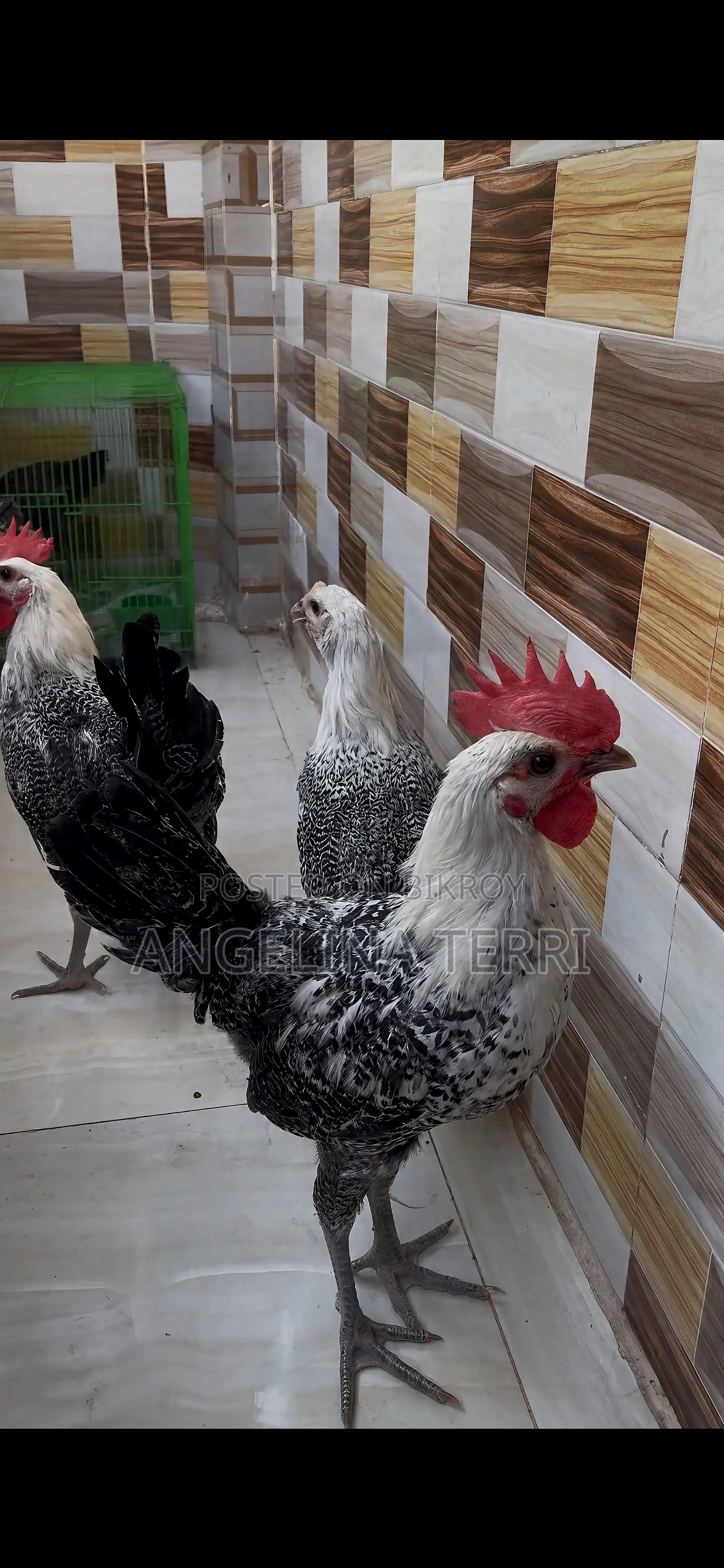 Egyptian Fayoumi Chickens 3 months old (2 roosters and 4 hens) including cage.