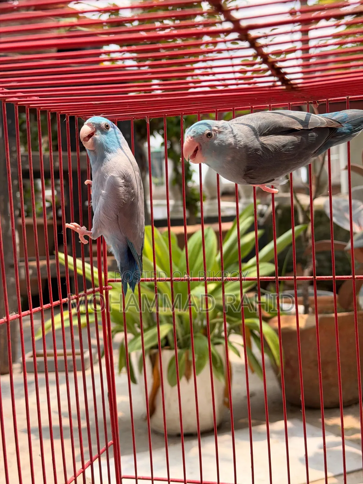 Forpus Running Pair