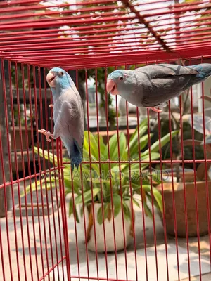 Forpus Running Pair