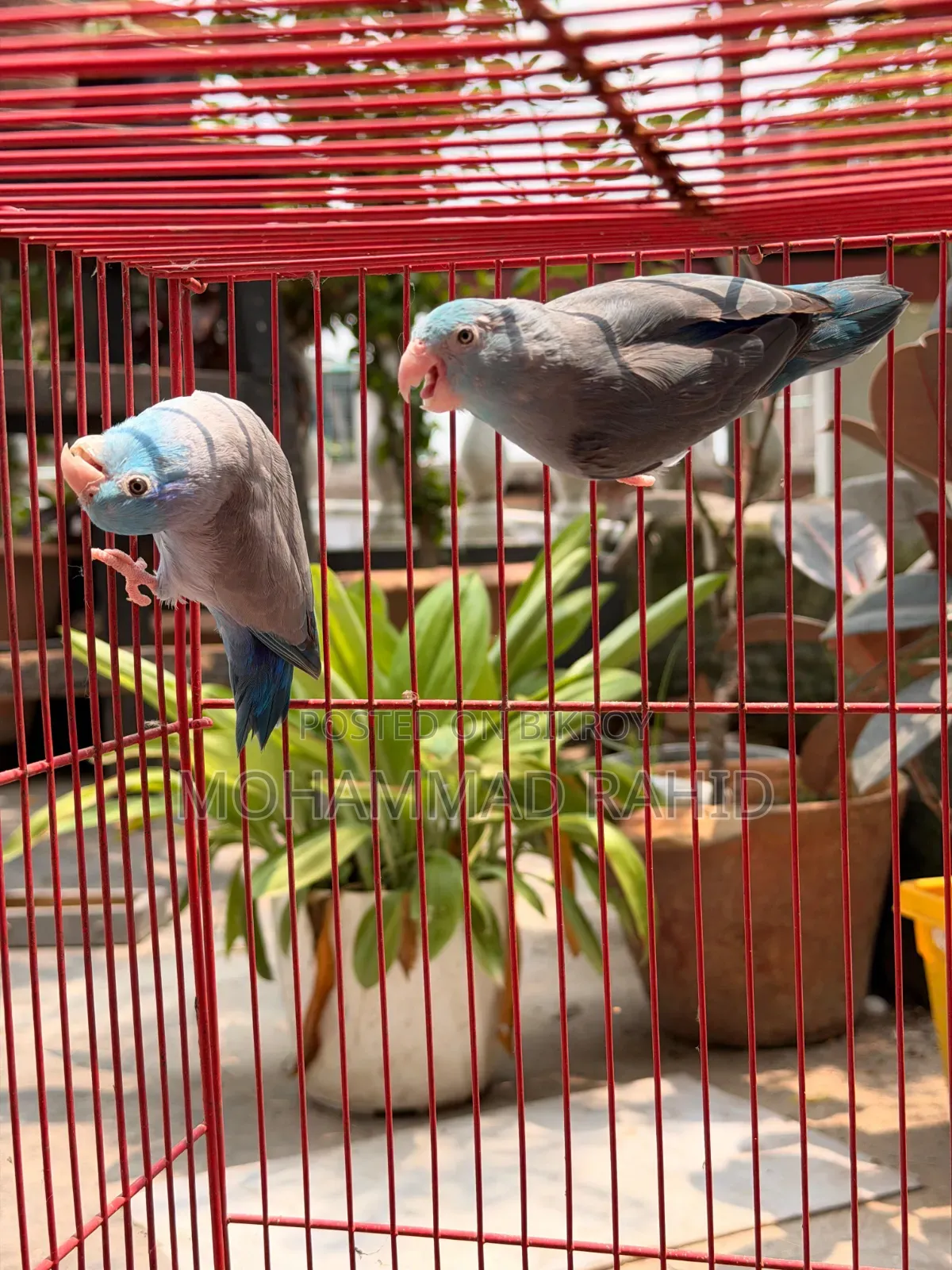 Forpus Running Pair