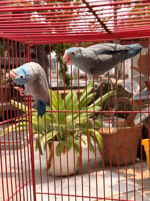 Forpus Running Pair