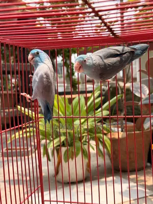 Forpus Running Pair