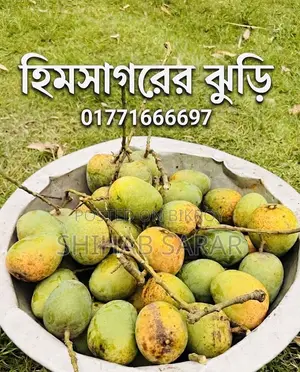 Rajshahi's Himsagor Mango
