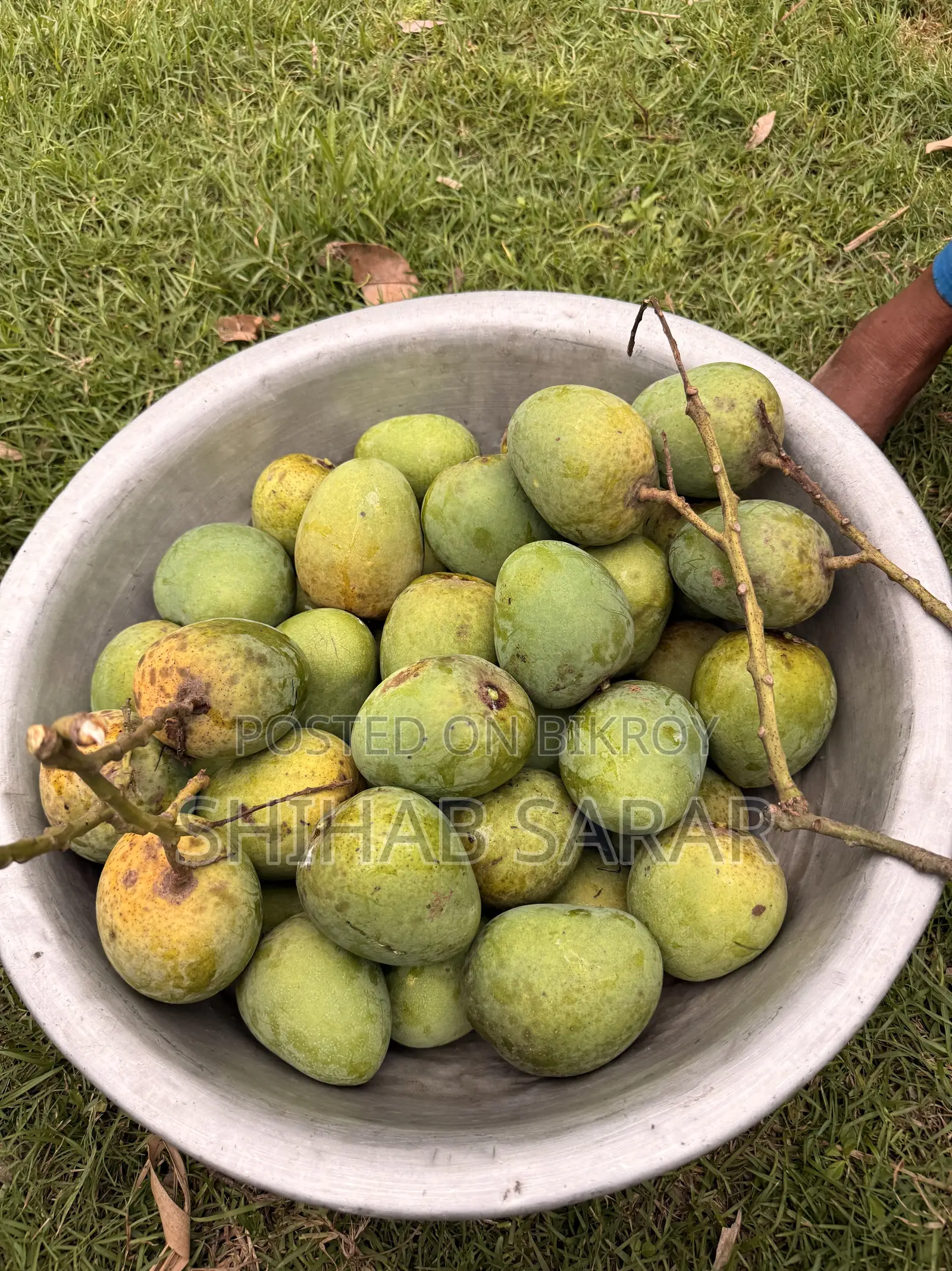 রাজশাহীর হিমসাগর