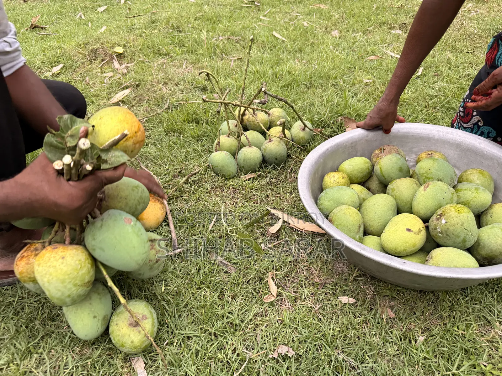 রাজশাহীর হিমসাগর