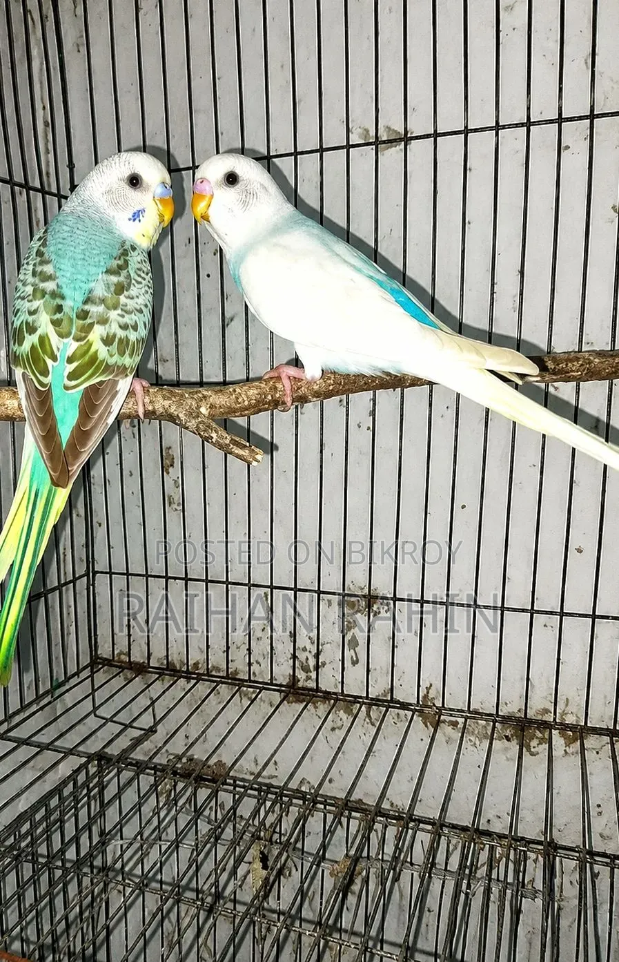 Budgerigar Birds