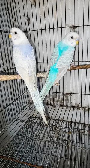 Budgerigar Birds