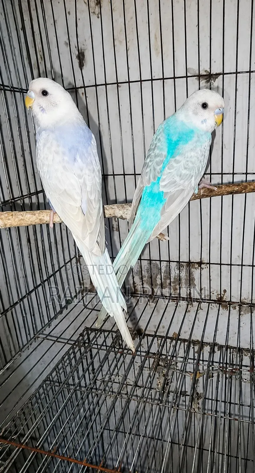 Budgerigar Birds
