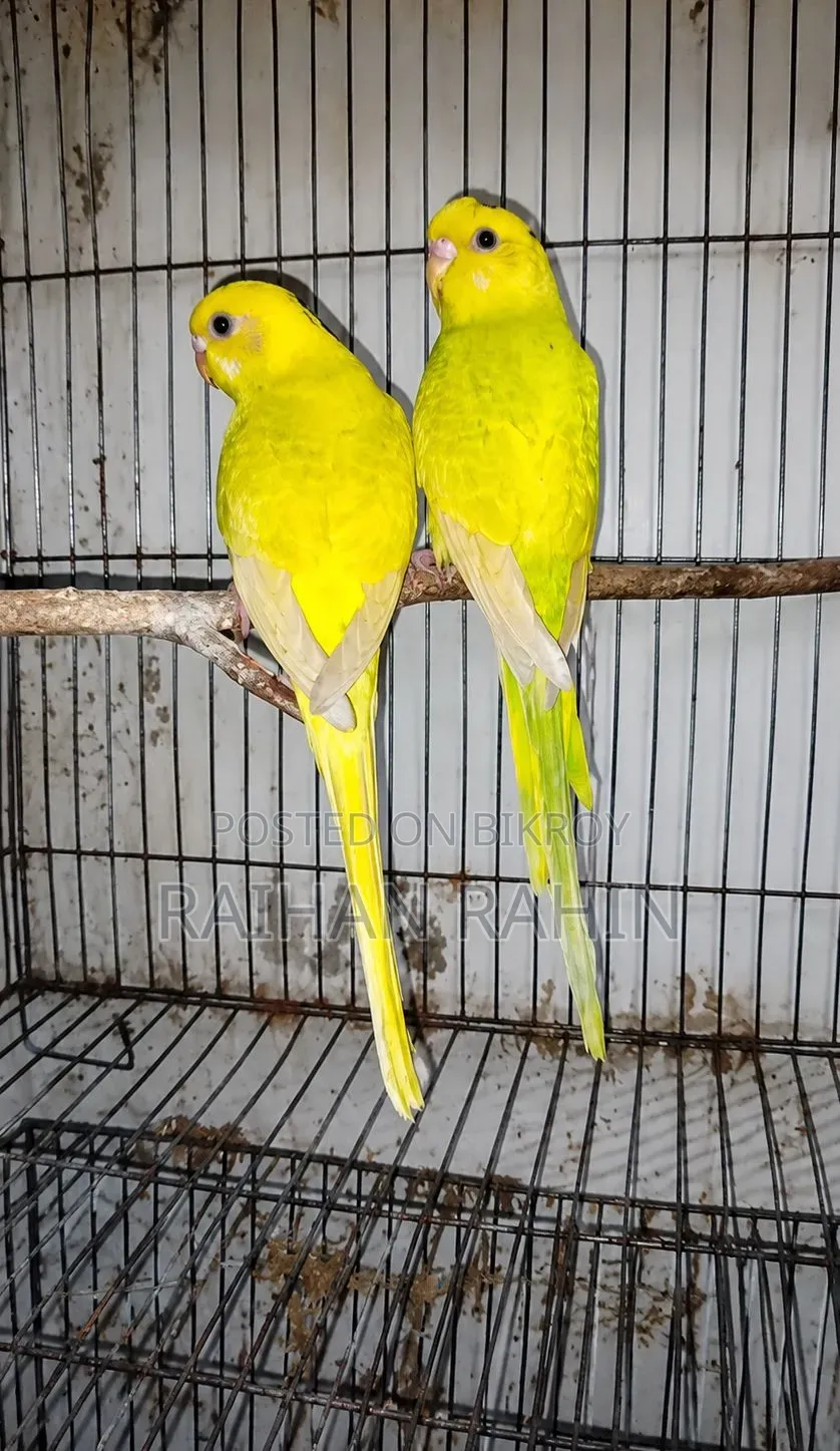 Budgerigar Birds