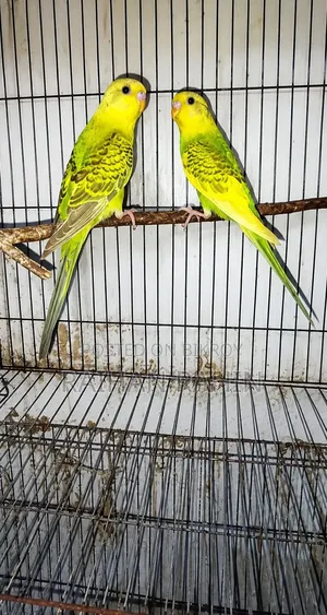 Budgerigar Birds