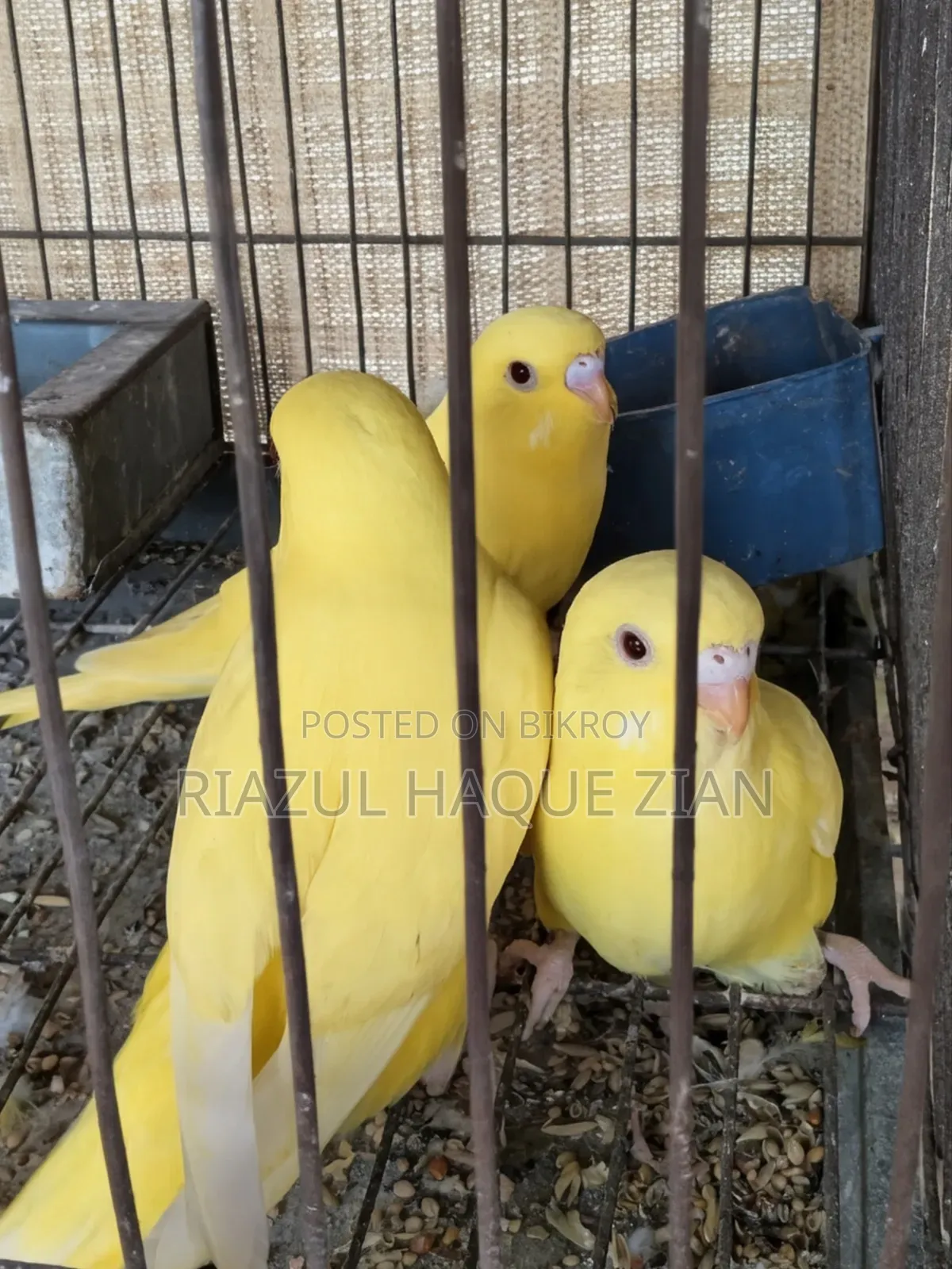 1 Pair Lutino Birdgis Red Eyes