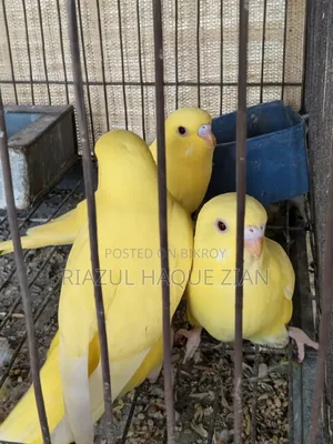 1 Pair Lutino Birdgis Red Eyes