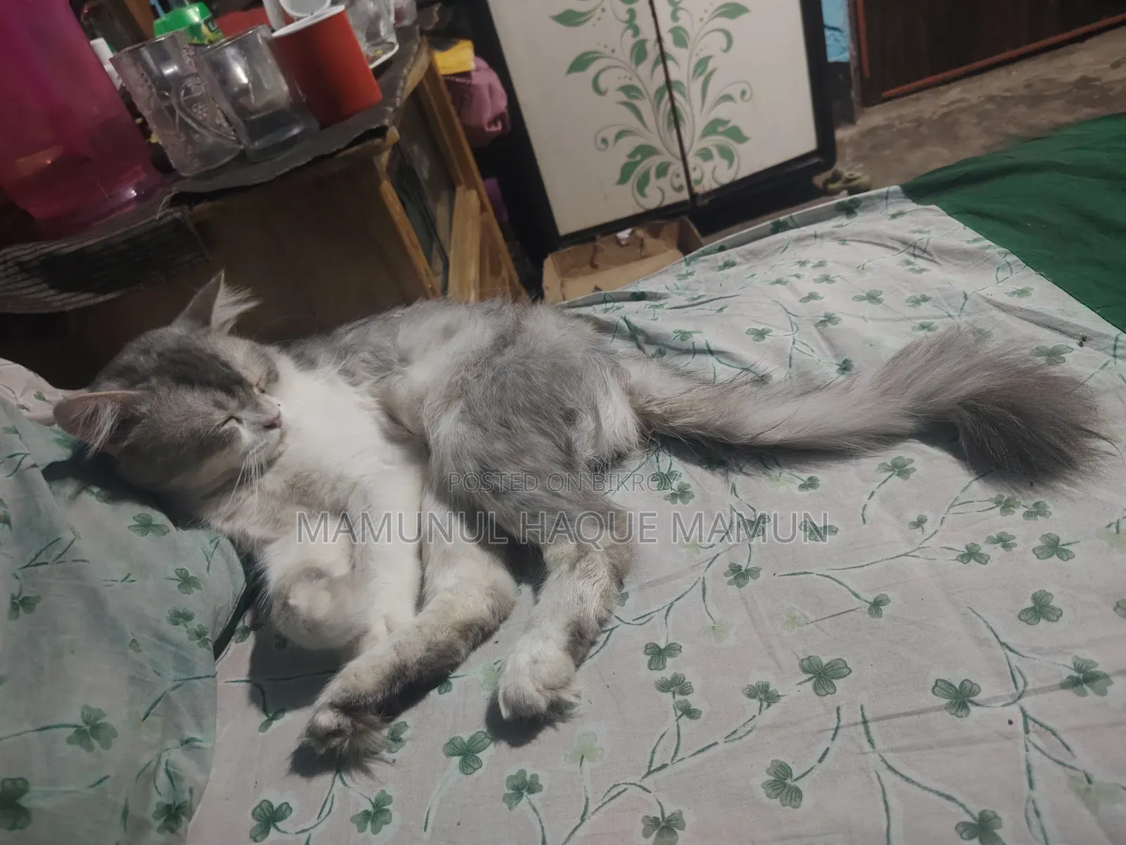 6-12 Months Male Purebred Persian Cat