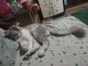 6-12 Months Male Purebred Persian Cat