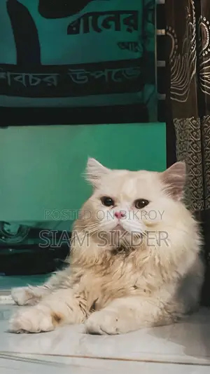 1+ Year Male Purebred Persian Cat