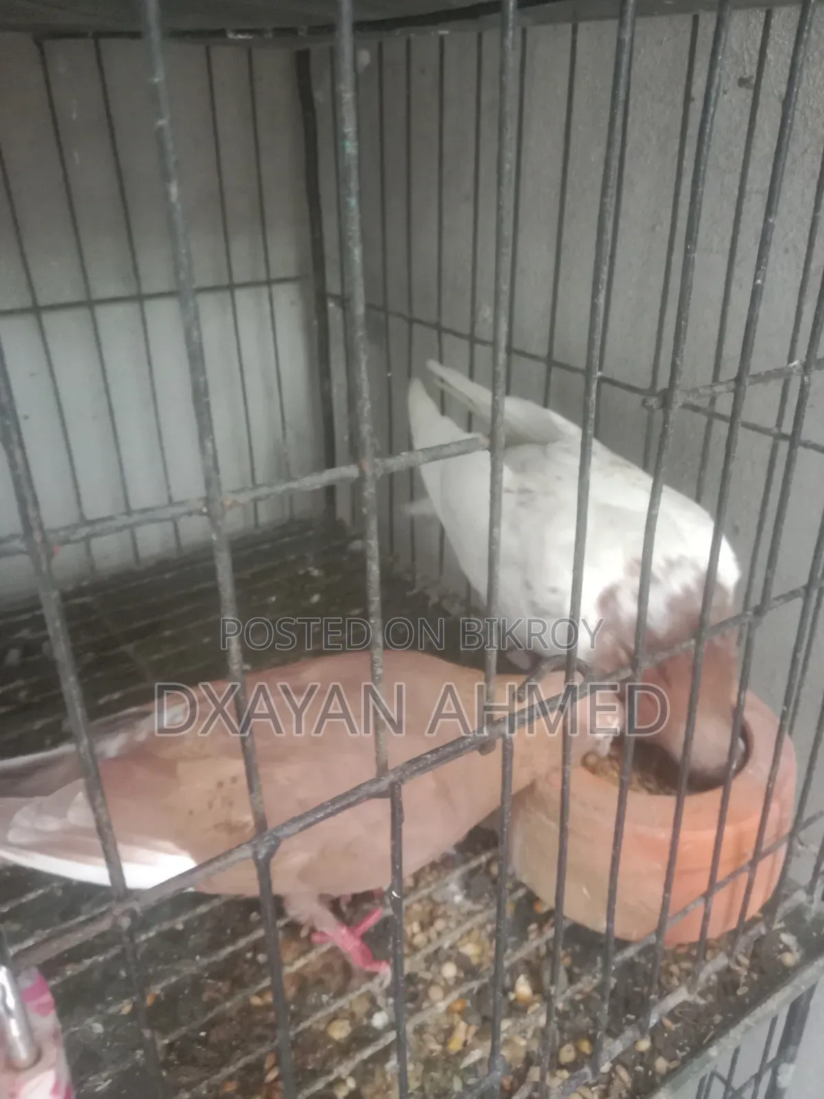 Running Racing Pigeon Pair 100% Guaranteed
