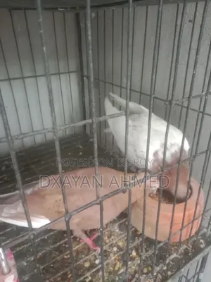 Running Racing Pigeon Pair 100% Guaranteed