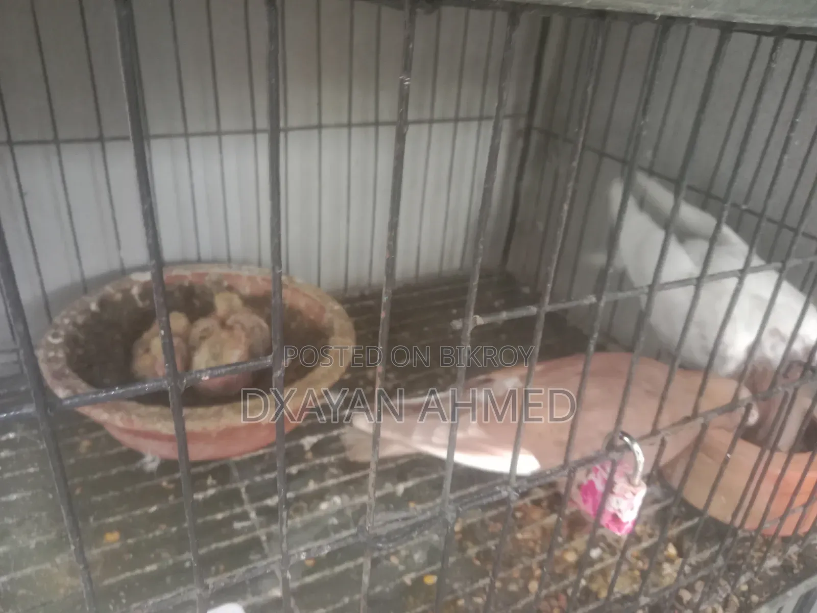 Running Racing Pigeon Pair 100% Guaranteed