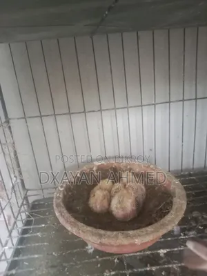 Running Racing Pigeon Pair 100% Guaranteed