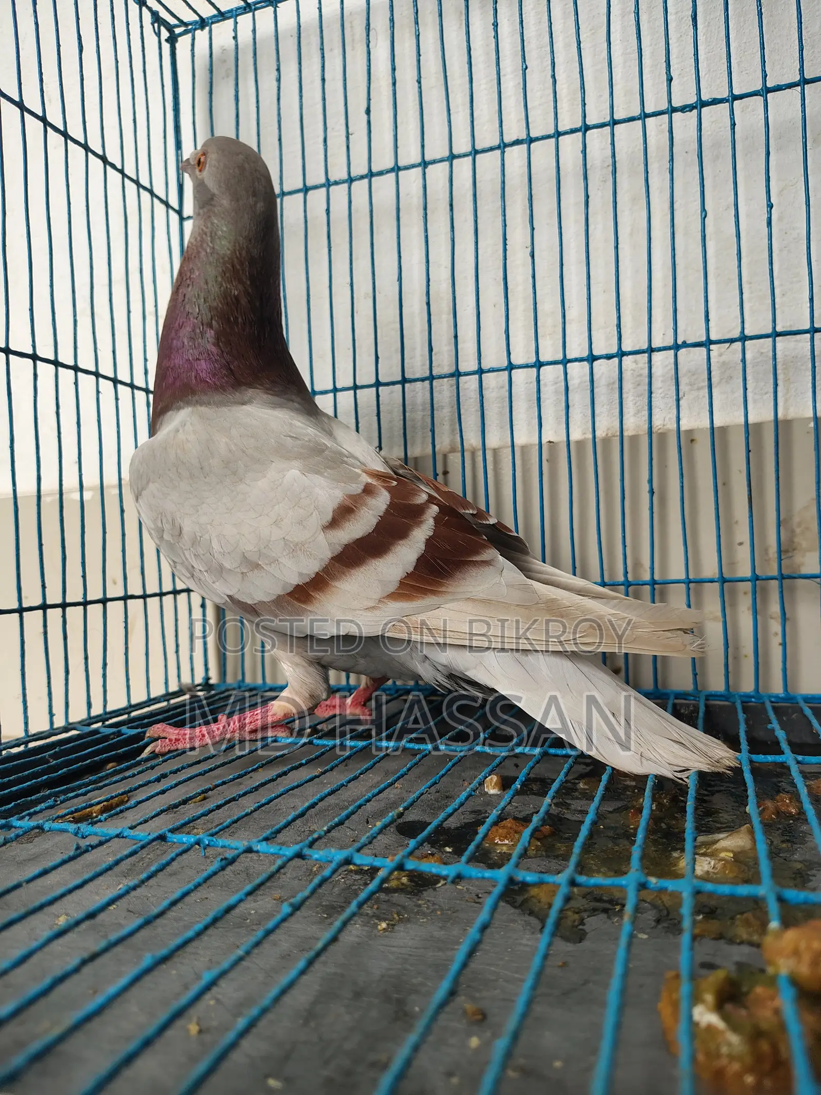 Mili Reacher Homa