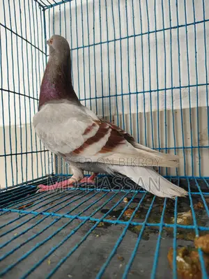 Mili Reacher Homa