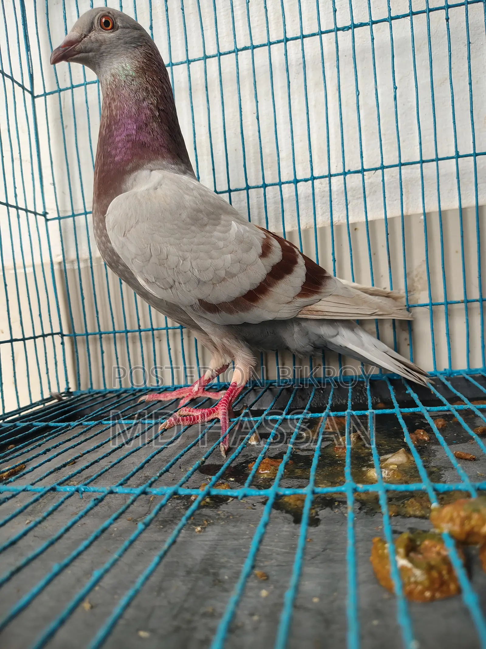 Mili Reacher Homa