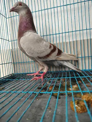 Mili Reacher Homa