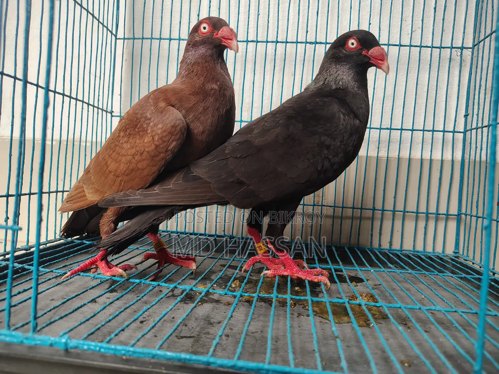 Black Red Danish Nor Two Peach