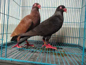 Black Red Danish Nor Two Peach