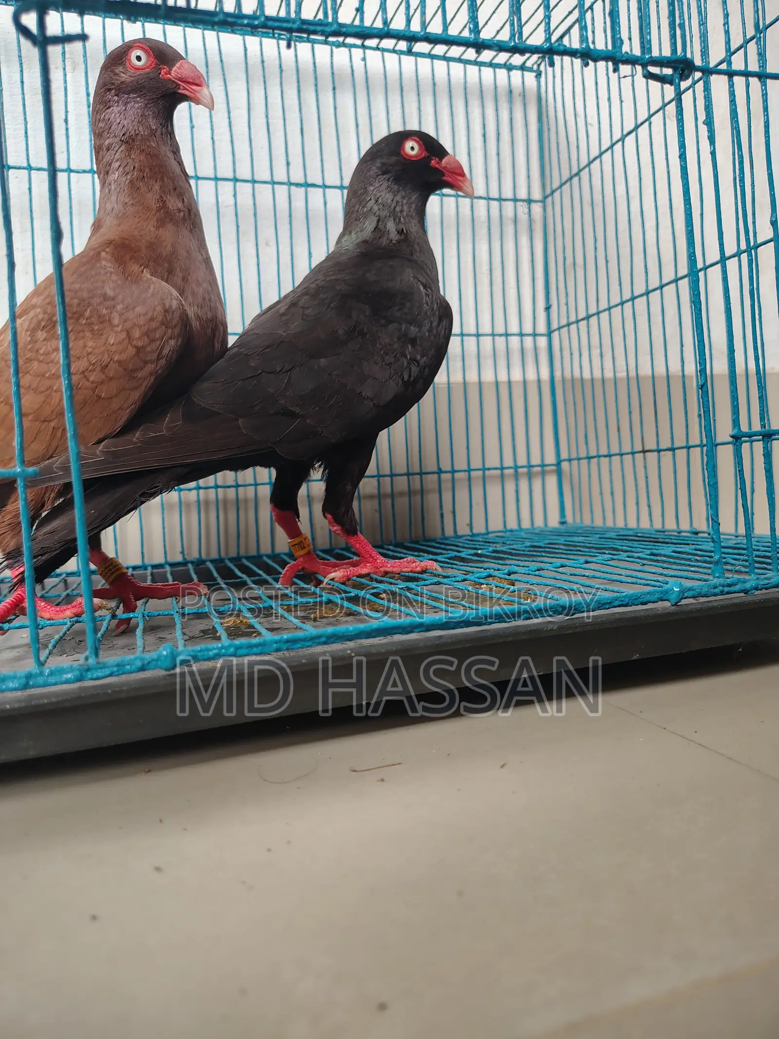 Black Red Danish Nor Two Peach