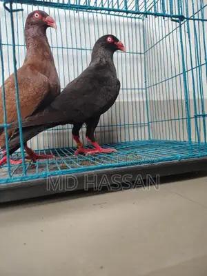 Black Red Danish Nor Two Peach