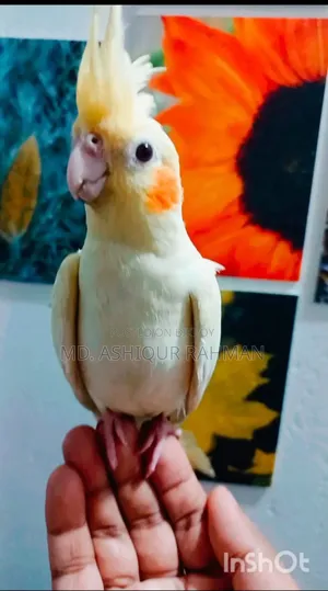 টেম লুটিনো কোকাটেল বিক্রি হবে।