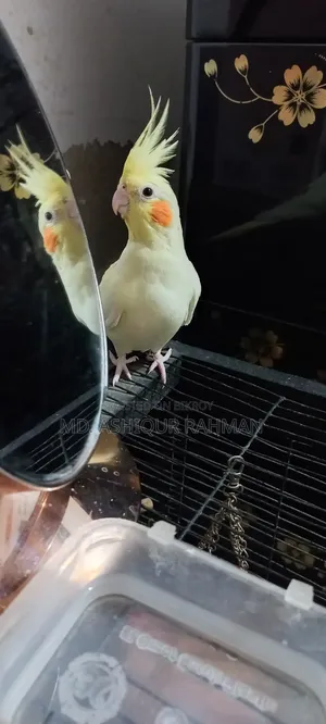 Tame Lutino Cockatiel for sale.