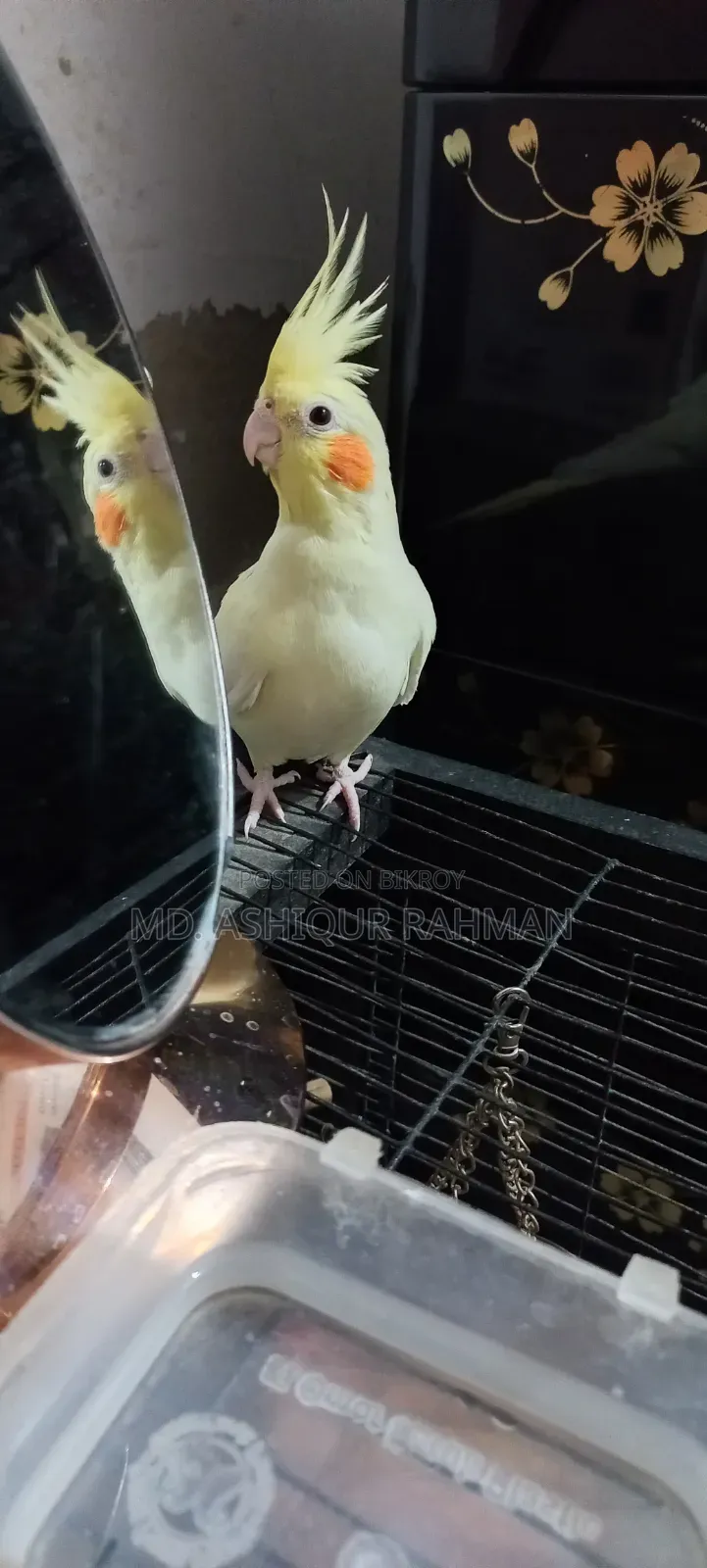 Tame Lutino Cockatiel for sale.