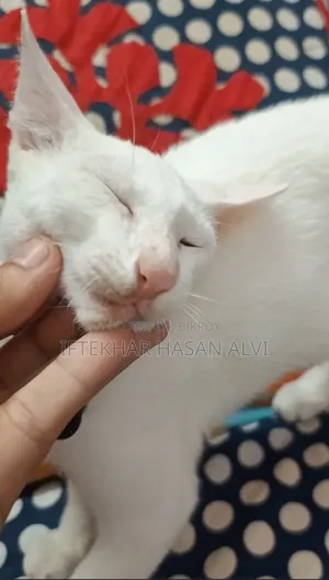 3-6 months Male Mixed Breed Cat