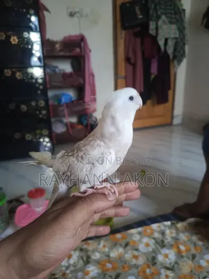 সুপার টেম ককাটেল