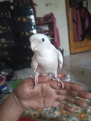 সুপার টেম ককাটেল