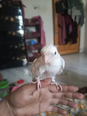 সুপার টেম ককাটেল