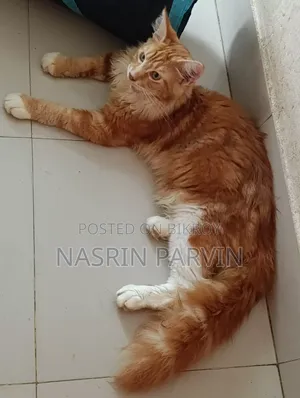৩-৬ মাস বয়সী পুরুষ বিশুদ্ধ মেইন কুন