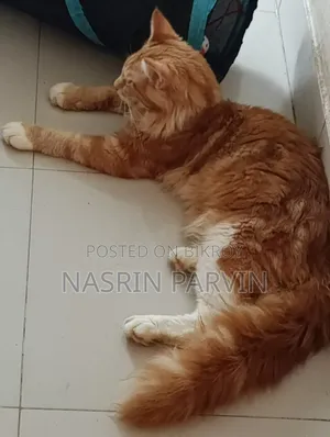 3-6 Months Male Purebred Maine Coon