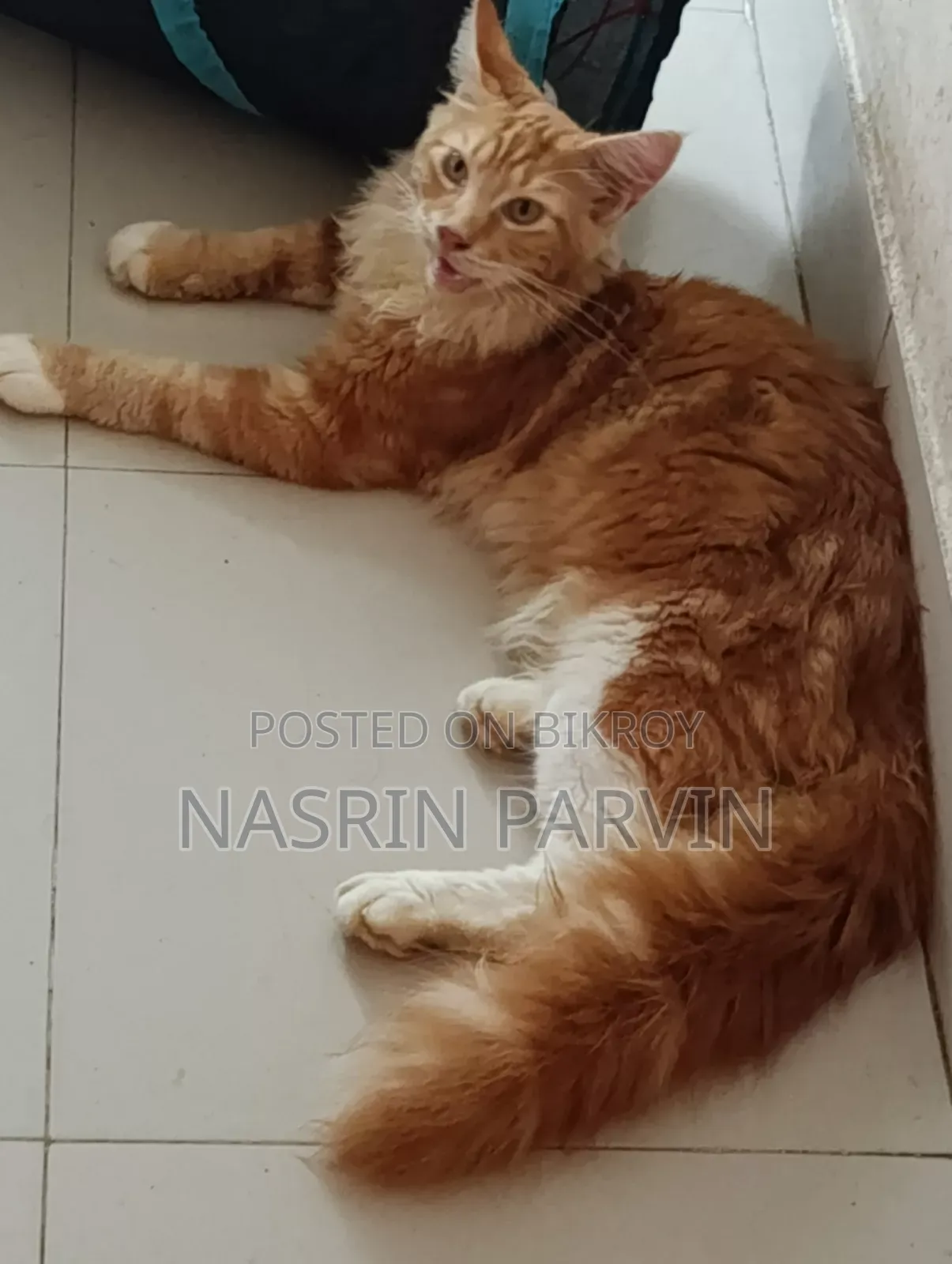 3-6 Months Male Purebred Maine Coon