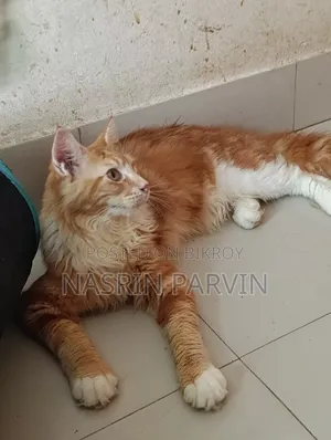 3-6 Months Male Purebred Maine Coon