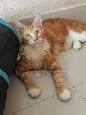 3-6 Months Male Purebred Maine Coon