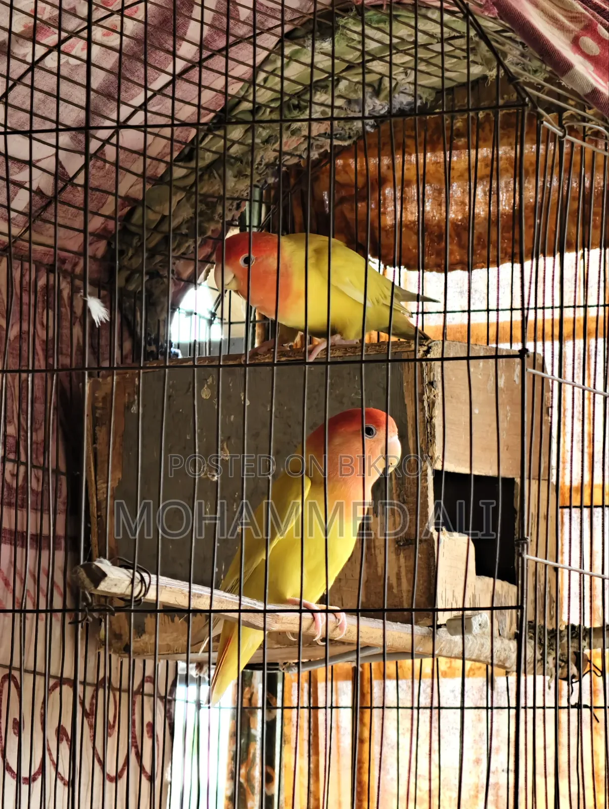 Love Bird ( লাভ বার্ড )