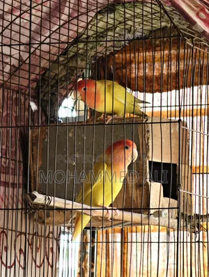 Love Bird ( লাভ বার্ড )