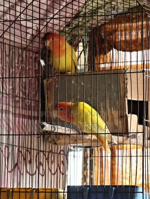 Love Bird ( লাভ বার্ড )